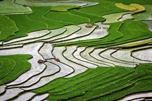 Watering: Vietnam. Rice paddies in the highlands of Sapa