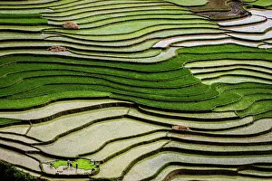 Watering: Vietnam. Rice paddies in the highlands of Sapa