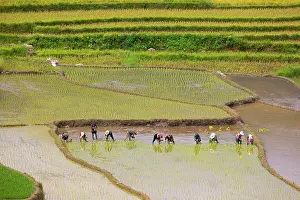 Watering: Vietnam. Rice paddies in the highlands of Sapa
