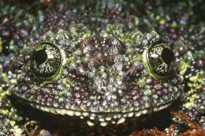 Corticale: Vietnamese Moss Frog