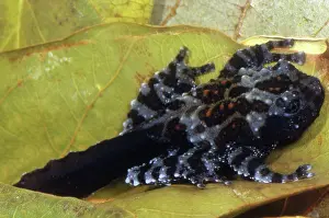 Corticale: Vietnamese Moss Frog
