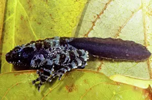 Corticale: Vietnamese Moss Frog