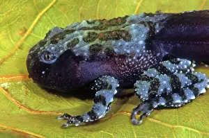 Corticale: Vietnamese Moss Frog