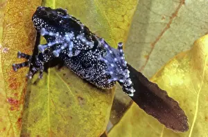Corticale: Vietnamese Moss Frog