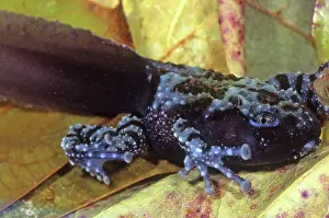 Corticale: Vietnamese Moss Frog