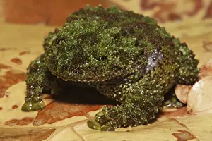 Corticale: Vietnamese Mossy Frog