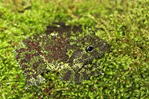 Corticale: Vietnamese Mossy Frog - camouflaged in moss