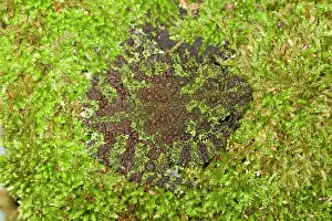 Vietnamese Mossy Frog - camouflaged in moss