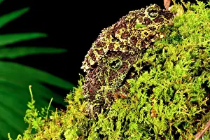 Corticale: Vietnamese Mossy Frog, Theloderma corticale
