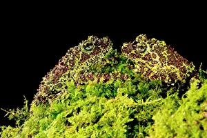 Corticale: Vietnamese Mossy Frog, Theloderma corticale