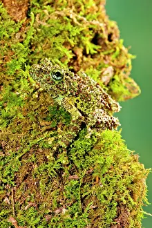 Corticale: Vietnamese Mossy Frog, Theloderma corticale