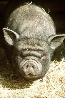Snouts: Vietnamese Pot-Bellied Pig
