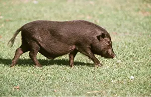 Bellied: Vietnamese Pot-Bellied Pig