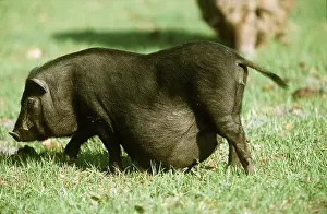 Bellied: Vietnamese Pot-Bellied Pig