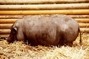 Pigs: Vietnamese Pot-Bellied Pig