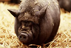 Pigs: Vietnamese Pot-Bellied Pig