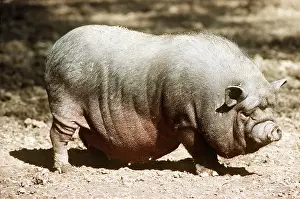 Pigs: Vietnamese Pot-Bellied Pig (Domestic)
