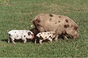 Piglet: Vietnamese Pot-Bellied Pig with Piglets