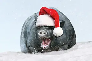 220719: Vietnamese Pot-bellied Pig, wearing Christmas