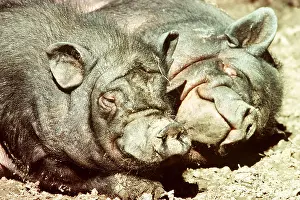 Pigs: Vietnamese Pot-Bellied Pigs - pair