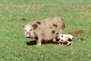 Piglet: Vietnamese Pot-Bellied Pigs - With piglet