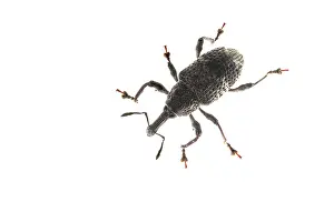 Ficus: Top view of Aclees taiwanensis against a white background