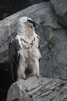 Barbatus: Side view of an adult of bearded vulture (Gypaetus