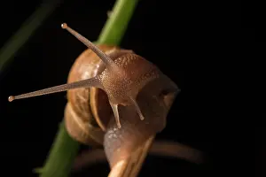 Crawling: Front view of an adult of common or garden snail (Cornu aspe