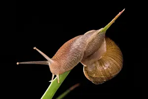 Asper: Side view of an adult of common or garden snail (Cornu asper
