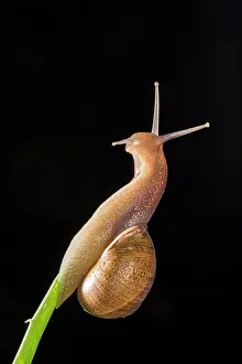 Climb: Side view of an adult of common or garden snail (Cornu asper