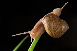 Asper: Side view of an adult of common or garden snail (Cornu asper