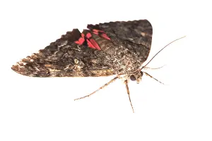 Erebidae: Side view of an adult of Crimson underwing (Catocala