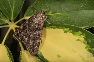 Erebidae: Side view of an adult of Crimson underwing (Catocala