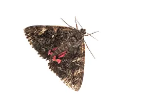 Erebidae: Top view of an adult of Crimson underwing (Catocala
