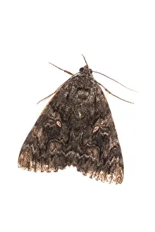 Erebidae: Top view of an adult of Crimson underwing (Catocala