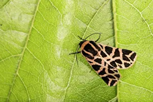 Erebidae: Top view of an adult of Discrete chaperon (Cymbalophora