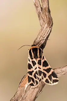 Erebidae: Top view of an adult of Discrete chaperon (Cymbalophora