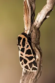 September: Top view of an adult of the discrete chaperon (Cymbalophora pudica) resting on dry twig