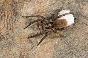Araneae: Top view of an adult female of false tarantula (Hogna