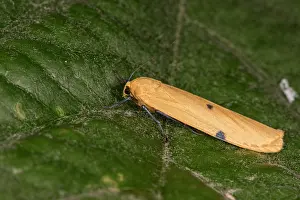 Erebidae: Side view of an adult female of four-spotted footman