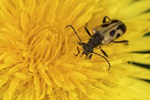 Officinale: Top view of an adult female of long horn beetle