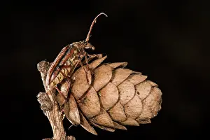 Coleoptera: Side view of an adult female of long horn beetle