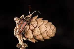Coleoptera: Top view of an adult female of long horn beetle