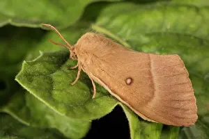 Lasiocampidae: Side view of an adult female of Oak Eggar (Lasiocampa