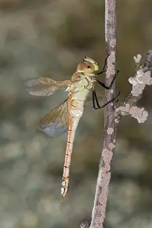Isolated: Side view of an adult female of vagrant emperor (Anax ephippiger), Liguria, Italy
