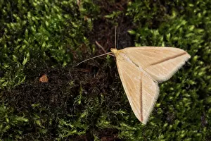 Musky: Top view of an adult female of the Vestal, (Rhodometra