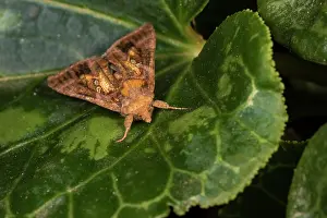 Twin: Front view of an adult of golden twin-spot moth