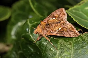 Twin: Side view of an adult of golden twin-spot moth (Chrysodeixis