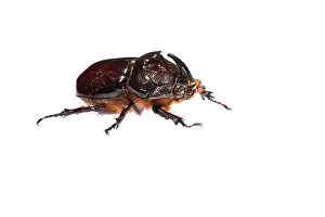 Scarabaeidae: Side view of an adult male of European rhinoceros