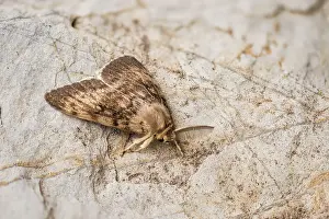 Dispar: Top view of an adult male of gypsy moth (Lymantria